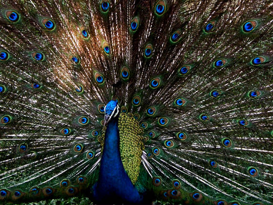 peacock.jpg